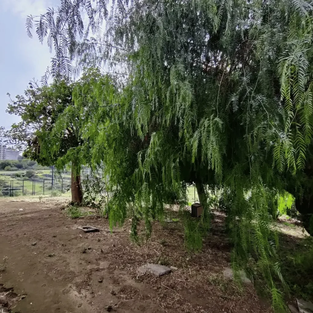 @localhost _ Coworking space a Catania - verde esterno